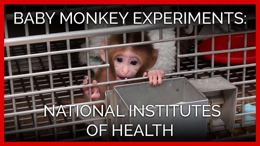 Baby Monkey Experiments Exposed: National Institutes of Health