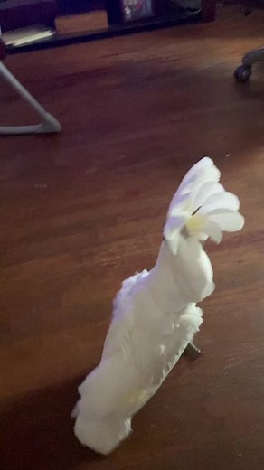 1.8M views · 35K reactions | Clyde is concerned.#ChewyChattyPets #JifRapChallenge #NeverStopExploring #CODAduets #StyleSnap #Cockato | Cockatoo Bird | Facebook