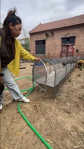 Setting Up a DIY Chicken Run with Metal Mesh | Backyard Chicken Keeping #chickenfarming #pets