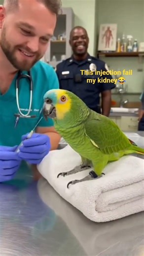 parrot saying this injection fail my kidney pls dont give me 😂#parrottalking #talkingparot #parrotl