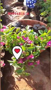 1.7K views | Wholesale Nursery Plants on Reels | Facebook