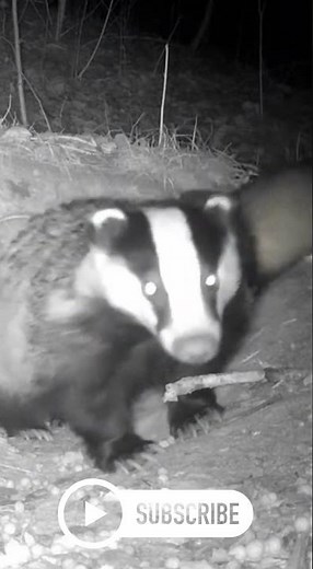 Badger Turns Around — Ferret Vanishes