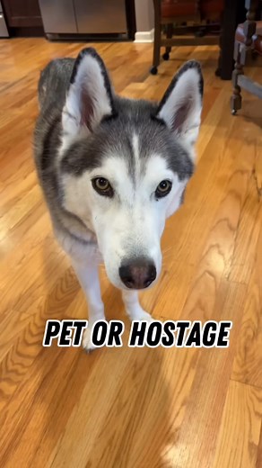 May have said that a few times. #husky #dogbreed #huskies #funnydog #funny #dog #pets #siberianhusky | Hello Husky