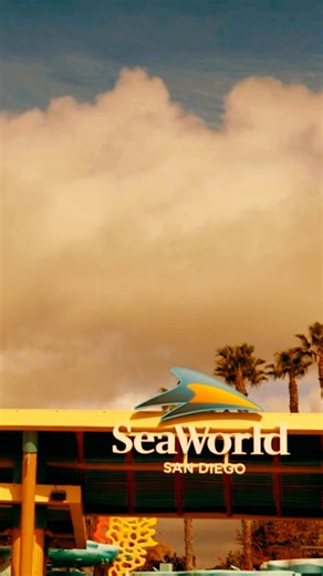 Now we have a penguin cam. Ho-ho-ho 🐧 As our early Christmas present to you, we invite you to enjoy a 24/7 stream of our Penguin Encounter all season long 💙 Stream now at https://bit.ly/3MRnvfI | SeaWorld San Diego