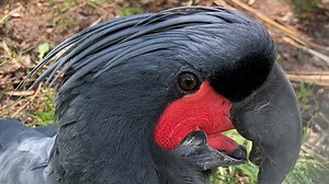 🥰 Wait for it! Did you know, a typical pairing behavior of the palm cockatoos is this "saying-hello-dance"? The two birds are turning their heads in opposite directions, giving off a loud whistle, and their cheeks are turning a deep red. We wish you a great weekend! ___________________ 🥰 Wußtet ihr, das ein typisches Paarverhalten der Palmkakadus dieser "Begrüßungstanz" ist, bei dem die beiden Vögel ihre Köpfe entgegengesetzt drehen, einen lauten Pfeifton abgeben und sich ihre Wangen knallrot 