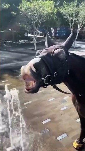 Police horse chooses water fountain over patrol duty