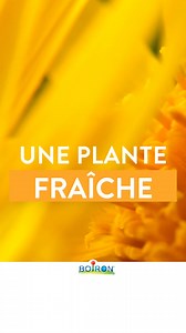 312K views · 12 reactions | Chez Boiron, la fraîcheur de l’Arnica est une de nos priorités. Livrée en moins de 48h dans nos laboratoires, chaque produit bénéficie de ses propriétés intactes !  | Boiron | Facebook