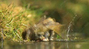 European Greenfinch, Carduelis chloris, black and yellow songbird sitting in the water, nice lichen tree branch, bird in the nature habitat, spring - nesting time, swimming in the water. Germany.