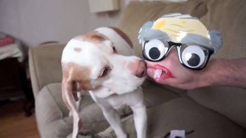 Pups react to funny hand faces in home skit