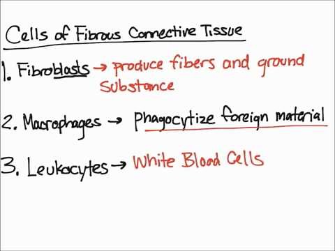 Cells of Fibrous Connective Tissue