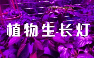 怎样选择植物生长灯，普通LED灯可以吗？实际使用经验分享。