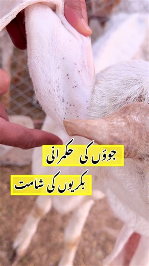 Lice infestation in Goats #foryoupage❤️❤️ #tiktokofficiall #viraltiktok #goat