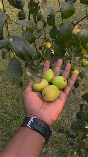 Fresh & Sweet Kul || Part 92
