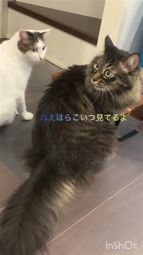 餌が早く食べ終わって他の猫の餌を見つめてるやつ