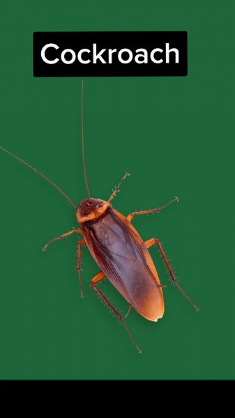 Learn How to Say Cockroach in Moroccan Arabic