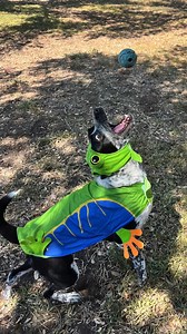 What’s hoppin’, friends? 🐸 The name’s Toadfrog the Dog, but my pals just call me Toad. I’m 4 years old and the life of the party! 🎉 Toys? Love ‘em. 🧸 Treats? Love ‘em. 🍖 Cuddles? Love ‘em! 🥰 I haven’t spent much time with other dogs, but I’ve liked the ones I’ve met. 🐕 I’d love to be around my people all the time, but I do just fine left at home for a while with some toys to keep myself occupied. Sometimes strangers make me a tad nervous, but if they play with me, I’ll be their best bud in