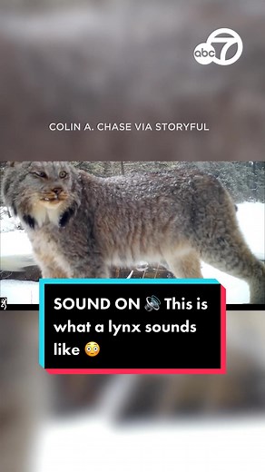 SOUND ON 🔊 If you've ever wondered what a lynx sounds like, here you go. A trail camera caught this Canadian lynx letting out loud cries in a snowy forest in Main. The vocal behavior is apparently associated with breeding season. #lynx #canada #trail #cry #cries #forest #snow #maine #breed #breeding #news #fyp #foryoupage #abc7news