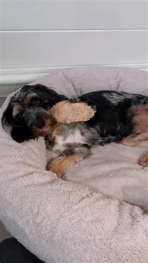 1K views · 16 reactions | Only a couple more weeks until we get to meet her sweet babies | Curious and Clever Cockapoos | Facebook