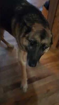 German shepherd Kisses #doglife