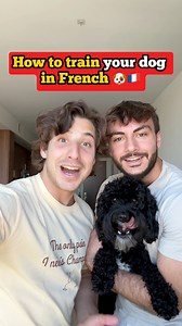 85K views · 1.9K reactions | Training with Laszlo ‍了 #French #LearnFrench #Français #Dog | AT Frenchies | Facebook