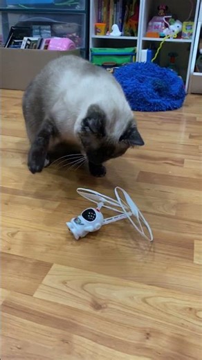 Kitty Battles With The Alien! #cat #catvideos #猫 #猫咪 #kitten