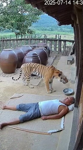 ♨️ 소름주의 ♨️ 자고 있는 할아버지 옆으로 다가온 '리얼' 호랑이의 충격적인 행동! (CCTV 포착) #Shorts 😱 DANGER! Real Tiger Creeps Up!