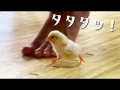 歩くとついてくるひよこがかわいい。