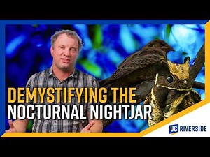 The Secret Sound of Nightjars: High-Speed Video Reveals the Truth