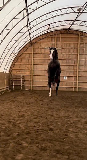 74K views · 2.2K reactions | Callum’s best Tigger impression 藍 #meriklewaters #stallion #happy #goodvibesreels #horses #equestrian #happyhorse #animalreels #animalkingdom #funnyreels | Merikle Waters Paints & Quarters | Facebook