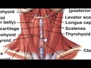 The muscles of the neck