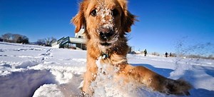 Size Guide for Dog Shoes | DoItYourself.com