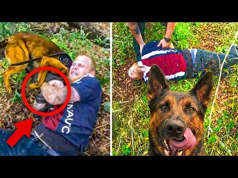 K9 Police Dogs in Action - Good Boys K9 Duder, Jax, Jet and Uno Took Down Bad Boys