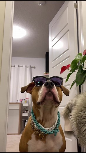 Dedicated to Luna: Luna Chains Love and Loyalty