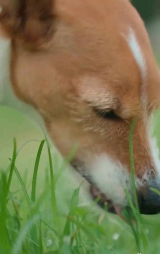 Dogs Eating Grass - The myths and truth #doghealth #dogowner #dogtips #petcare #vet #vetadvice