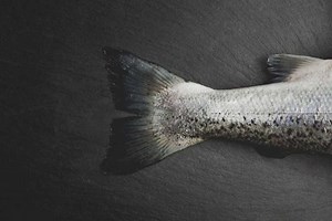 GRIEG SEAFOOD CHOOSES MARITECH