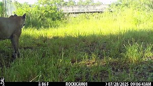 This Florida panther mom is making moves... literally. She was spotted on a critter cam using a wildlife underpass beneath Alligator Alley (I-75). The video shows mama panther making a few trips back and forth until the final clip shows her carrying one of her kittens in her mouth. Wildlife crossings like this one save lives. Not just panther lives, but also the lives of people too. Collisions between vehicles and wildlife are dangerous and sadly common in Florida. Thanks to early conservation p