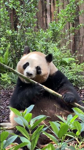 Ultimate Panda Paradise in Chengdu, China