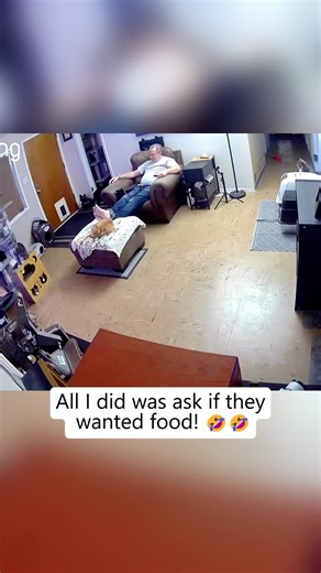 Never ignore a hungry cat 🤣 #cat #fyp #catsoftiktok #catlover #kitty | Cat Of TikTok