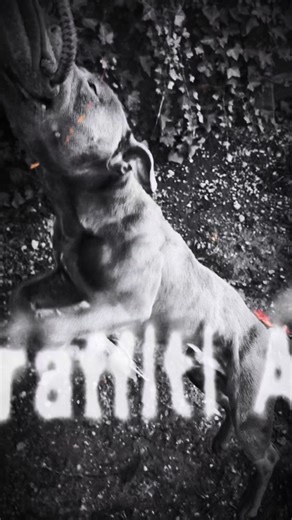 Springpole Training for Fit Staffordshire Bull Terriers