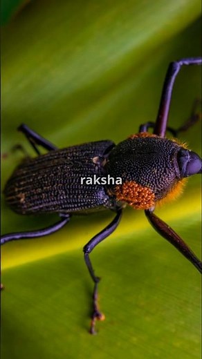 Day 27 Mysterious Insect | Blister Beetle — The Deadly Insect That Can Melt Your Skin