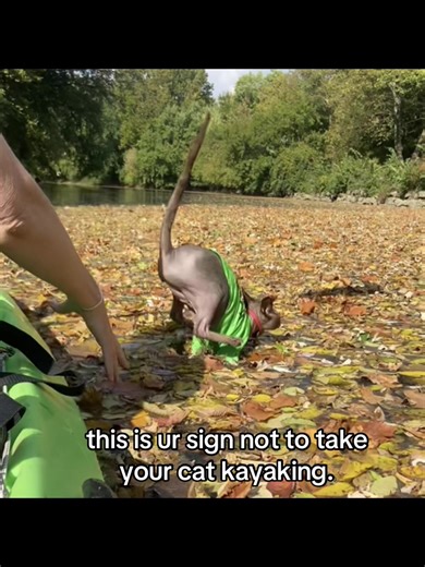 Exploring Nature with our Adventure Cat | Hairless Cat Kayaking Experience