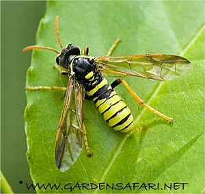 Sawfly - Alchetron, The Free Social Encyclopedia