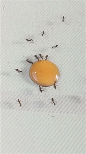 How Ants Use Honey as a Primary Food Source#vtuber #shorts