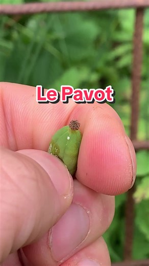 Tout sur la récolte des graines de pavot