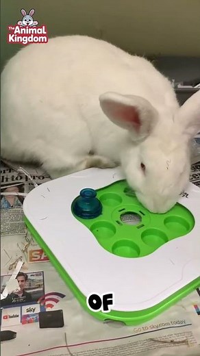 Top 5 Best Rabbit Breeds for Meat