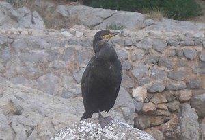 New Study on Fisheries Impact on Seabirds | Marine Science