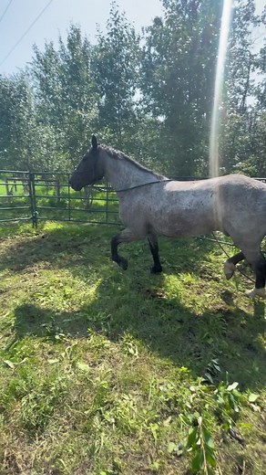 The gelding sound #horsetok#geldings#sheath#male#horses#blueroan#horsetraining#fyp#wild#skiddish#zeppelin#quarterhorse#draftcross#training#foryou