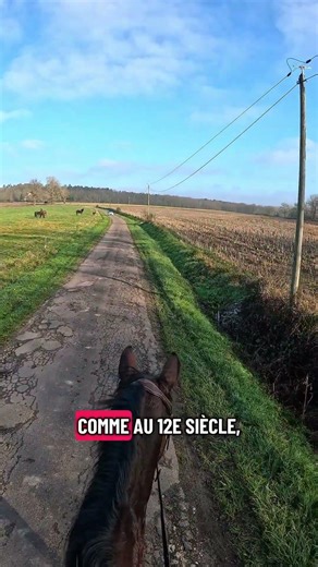 🐴 #horse #horsepassion #equestrian #rider