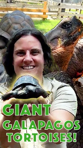 When you live for 200 years you've seen a lot, today me and my dad got to meet Adolf, a Tortoise that is over 100 years old! He's 106 🤯 and he weighs over 600 pounds. Galapagos Tortoises can get even larger than Aldabra Tortoises, they can reach over 1000 pounds in size! 🐢 Of course the little baby tortoises are just as cute! ☺️ #tortoiseshell #centenarian #galapagos #baby #tortoise | The Reptile Zoo