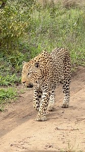 The BEAST himself — the Split Rock male leopard!🐆🔥 What an incredible presence this leopard has… we were unbelievably lucky to spend nearly an hour with him this morning at MalaMala Game Reserve. Sightings of him are scarce due to his massive territory, but every encounter with this powerhouse of a cat is always amazing! #malamala #malamalagamereserve #leopard #bigcats #big5 #wildanimals #amazing #africanamazing #fblifestyle #africawildlife #wildlife #wildlifereels | Deon Kelbrick